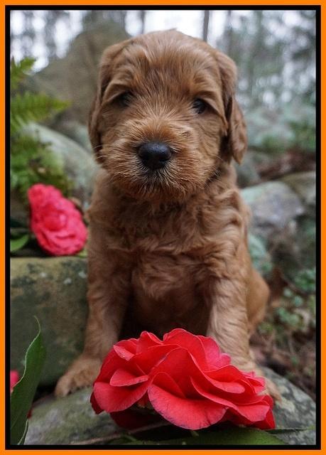 BB Gus pups 4 wks old 141
