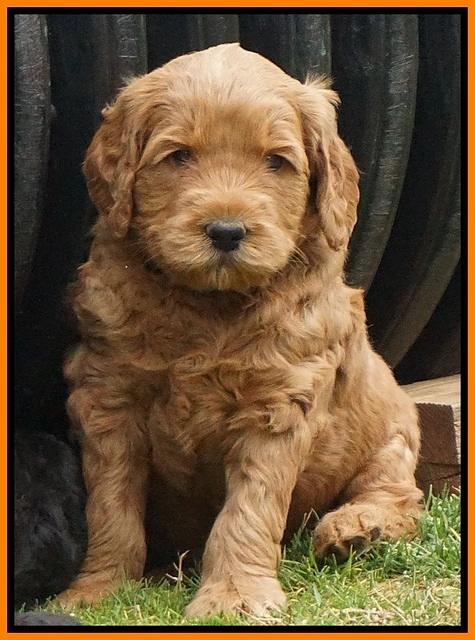 BB Gus pups 5 wks old 221