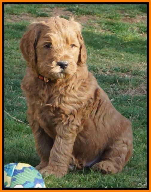 BB Gus pups 5 wks old 261