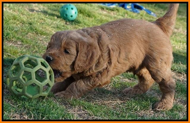 BB Gus pups 5 wks old 271