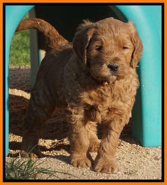 BB Gus pups 5 wks old 281