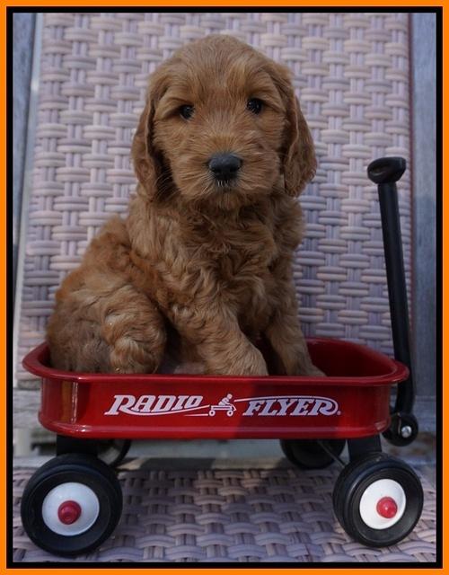 BB Gus pups 6 wks old 211