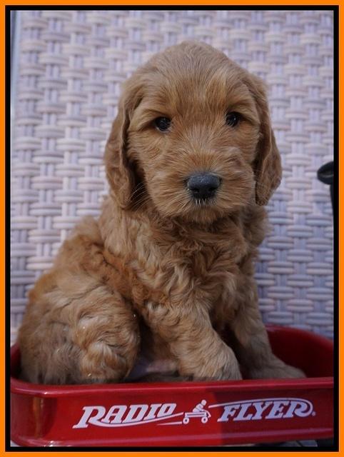 BB Gus pups 6 wks old 221