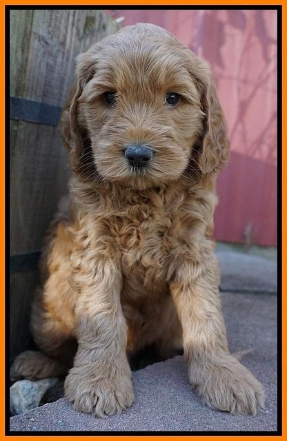 BB Gus pups 6 wks old 231