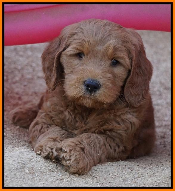 BB Gus pups 7 wks old 311