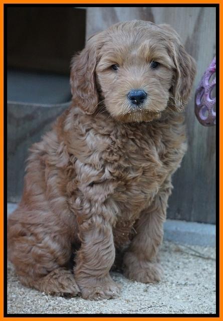 BB Gus pups 7 wks old 321