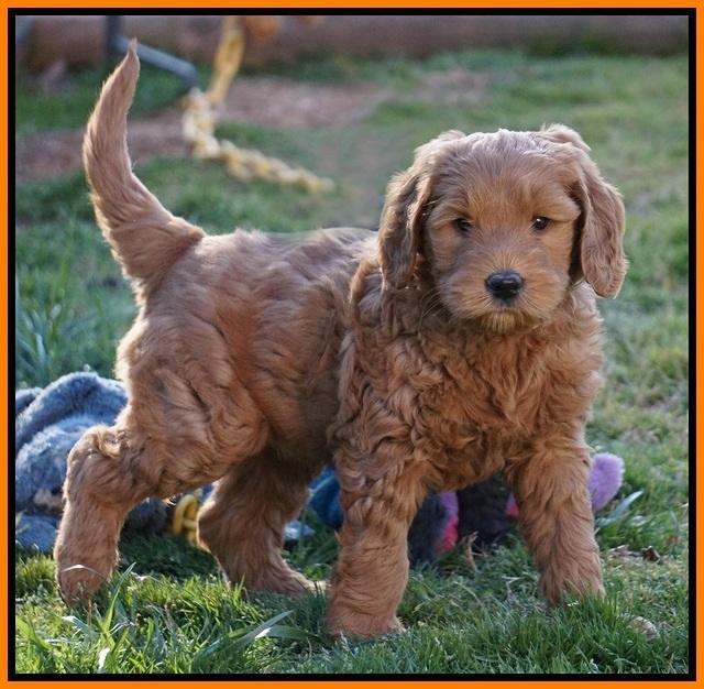 BB Gus pups 7 wks old 331