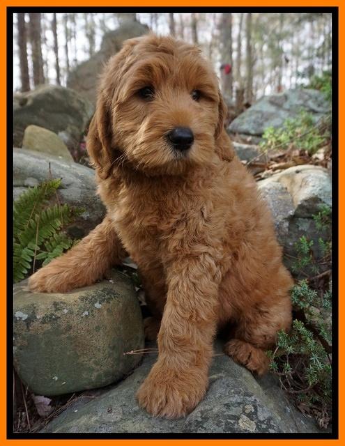 BB Gus pups 8 wks old 162