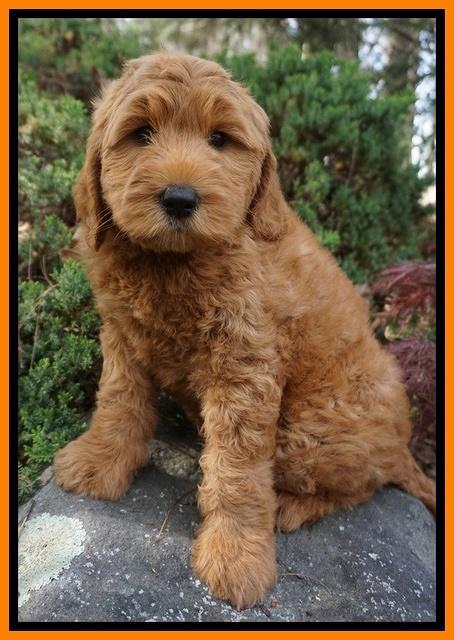 BB Gus pups 8 wks old 262