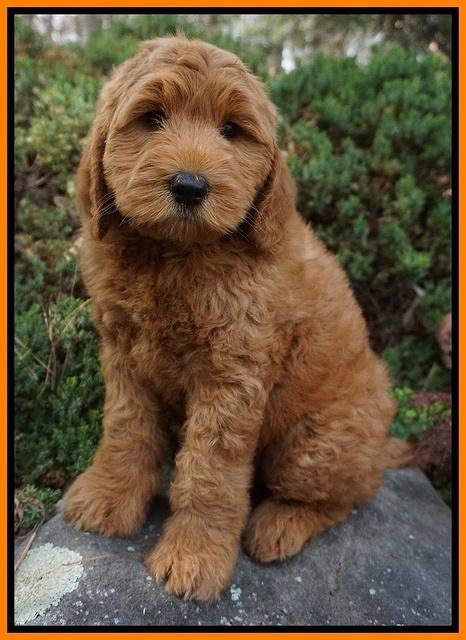 BB Gus pups 8 wks old 362