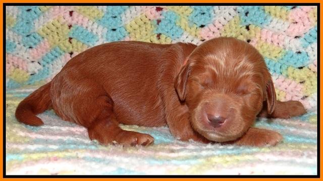 BB and Gus pups 1 wk old 101