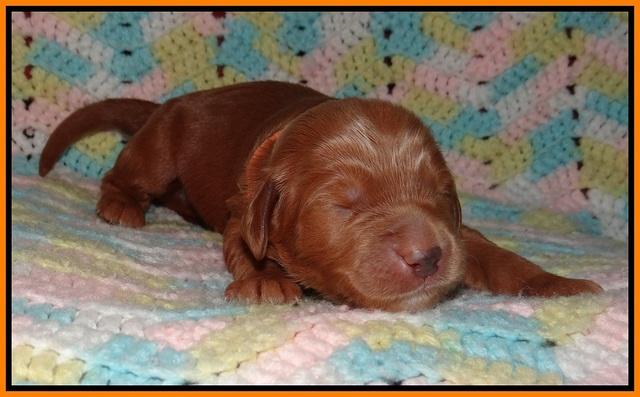 BB and Gus pups 1 wk old 111