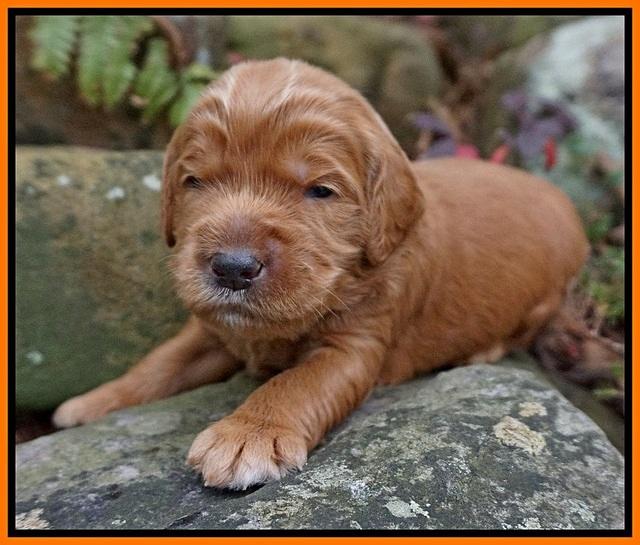 BB gus pups 2 wks old 141