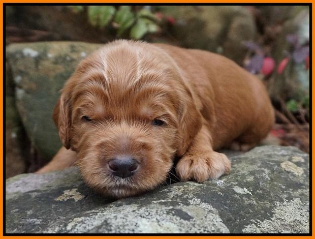 BB gus pups 2 wks old 151