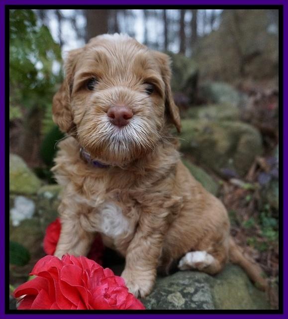 BB Gus pups 4 wks old 171