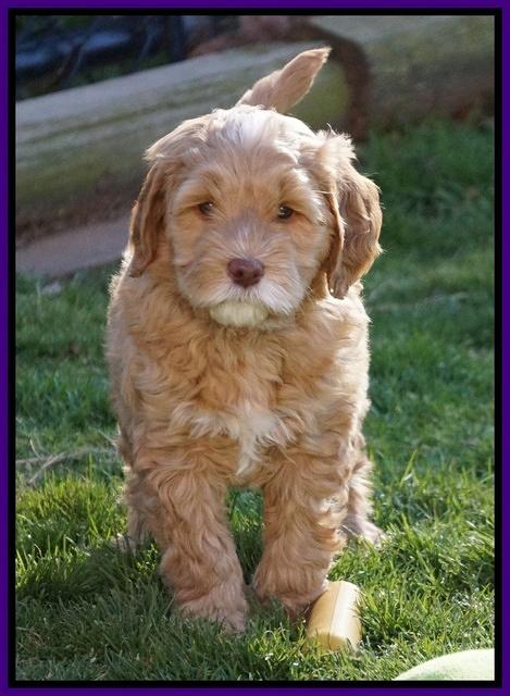 BB Gus pups 7 wks old 351