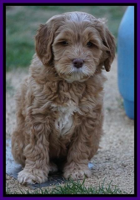 BB Gus pups 7 wks old 401