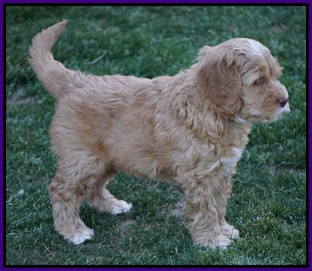 BB Gus pups 7 wks old 411