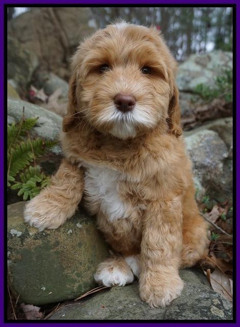 BB Gus pups 8 wks old 21