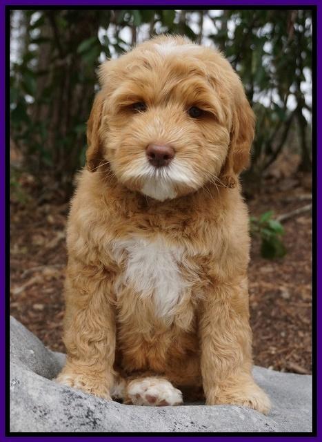 BB Gus pups 8 wks old 31