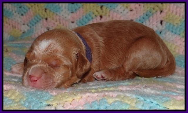 BB and Gus pups 1 wk old 121