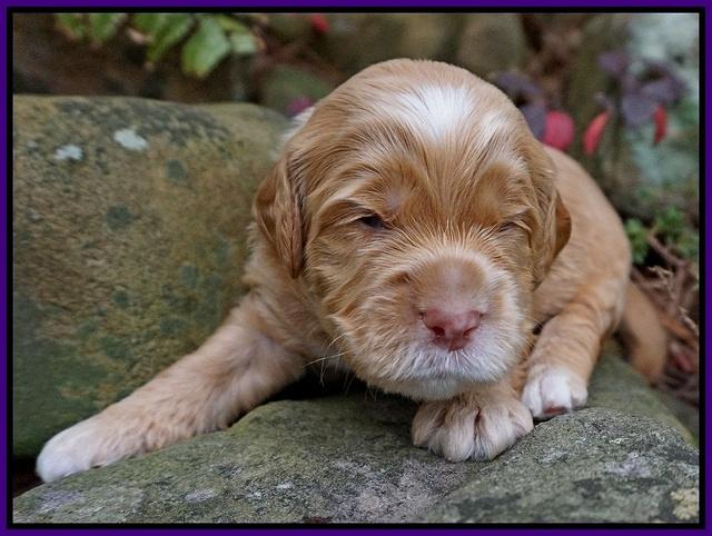 BB gus pups 2 wks old 161