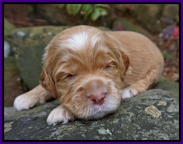 BB gus pups 2 wks old 171