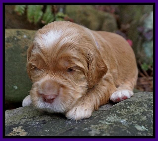 BB gus pups 2 wks old 181