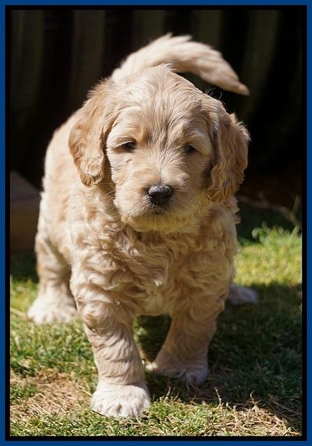 Dreamer Cash Pups 5 wks old 21