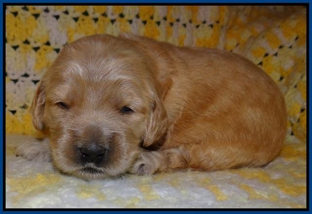 Dreamer Cash pups 2 wks old 21