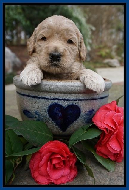 Dreamer Cash pups 3 wks old 31