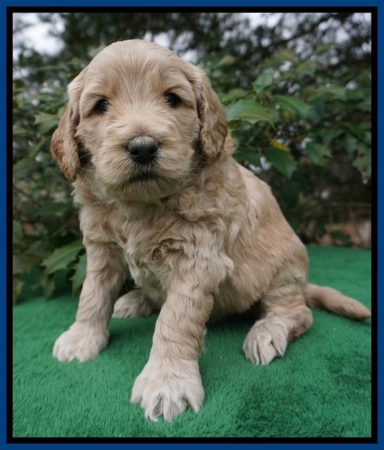 Dreamer Cash pups 4 wks old 11