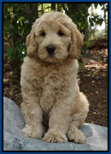 Dreamer Cash pups 6 weeks old 5200