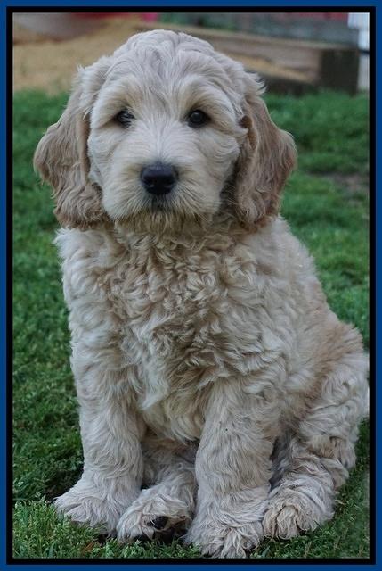 Dreamer Cash pups 7 weeks old 11