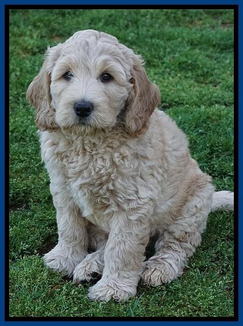 Dreamer Cash pups 7 weeks old 21