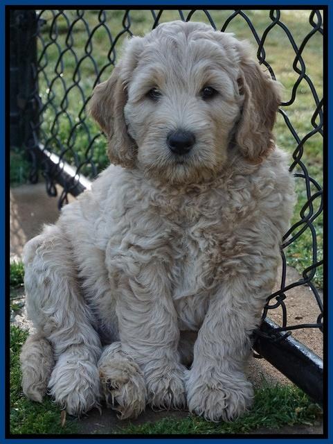 Dreamer Cash pups 7 weeks old 31