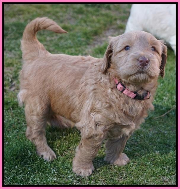 Dreamer Cash Pups 5 wks old 5462
