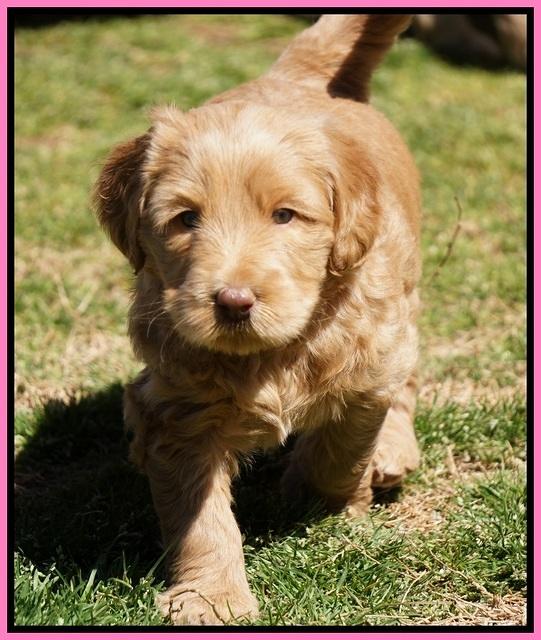 Dreamer Cash Pups 5 wks old 61