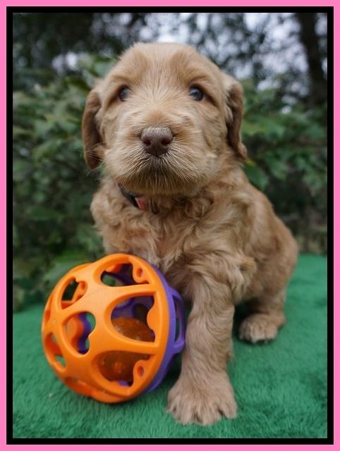 Dreamer Cash pups 4 wks old 41