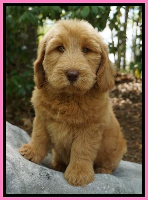 Dreamer Cash pups 6 weeks old 3200