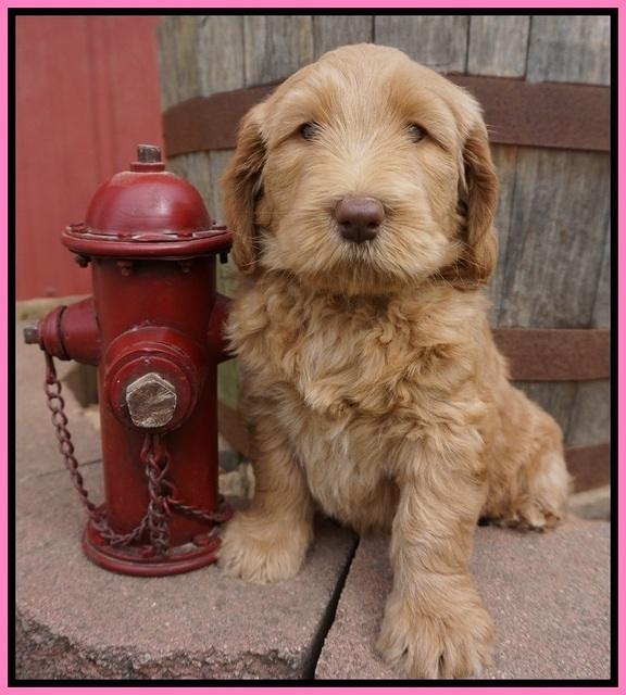 Dreamer Cash pups 6 weeks old 51