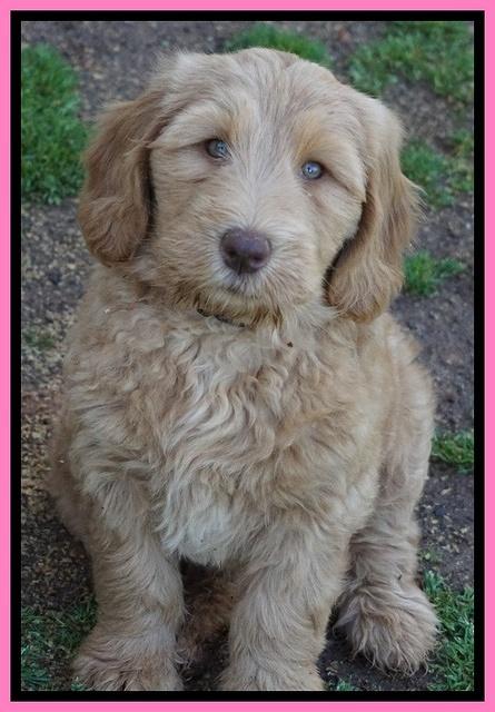 Dreamer Cash pups 7 weeks old 71