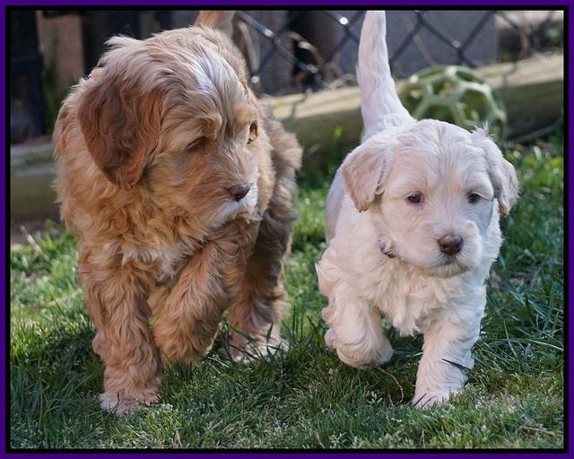 Dreamer Cash Pups 5 wks old 4462