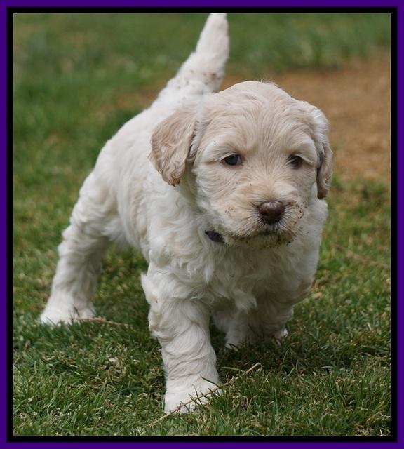 Dreamer Cash Pups 5 wks old 81