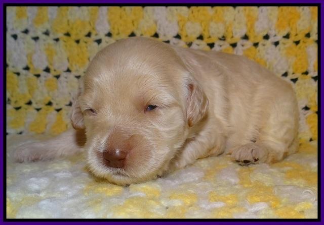 Dreamer Cash pups 2 wks old 51