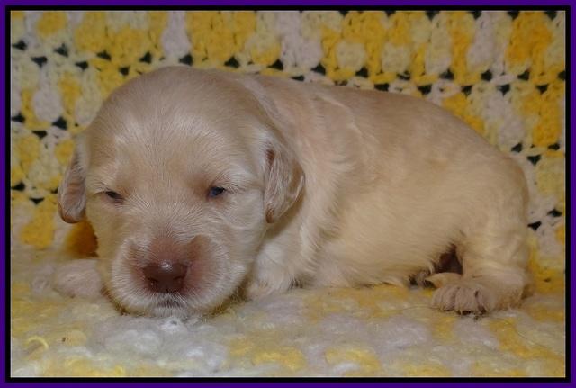 Dreamer Cash pups 2 wks old 61
