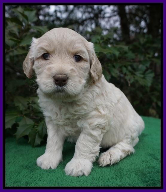 Dreamer Cash pups 4 wks old 71