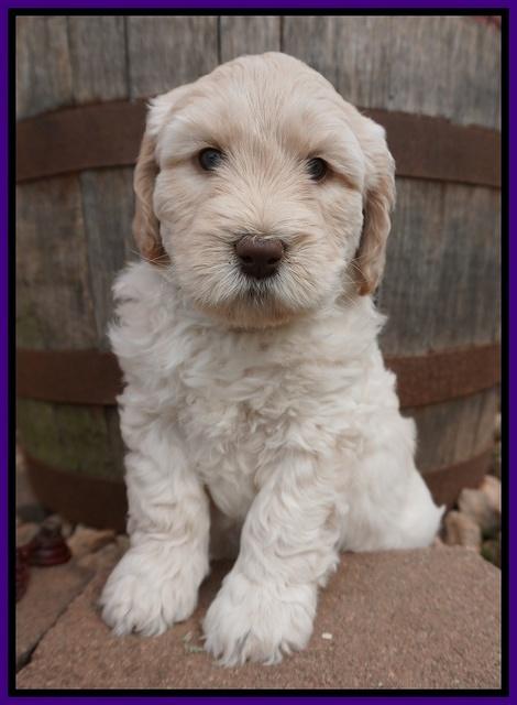 Dreamer Cash pups 6 weeks old 71