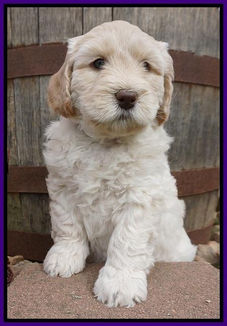 Dreamer Cash pups 6 weeks old 91