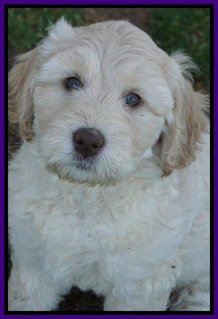 Dreamer Cash pups 7 weeks old 101